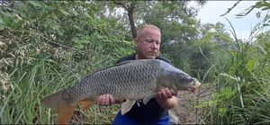 Common Carp