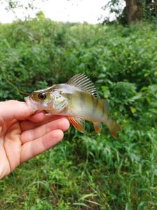 European Perch