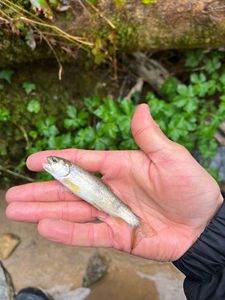 Brown Trout