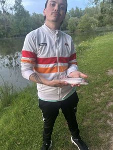 Rainbow Trout