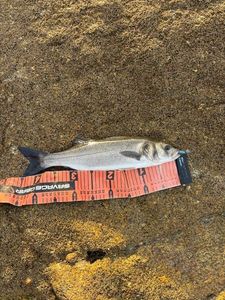 European Bass (Seabass)