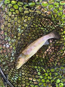 Rainbow Trout