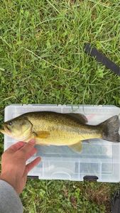 Largemouth Bass