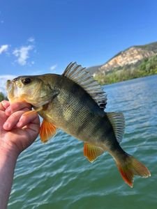 European Perch