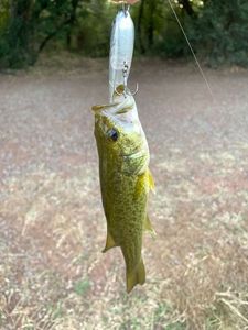 Largemouth Bass