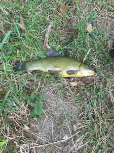 Tench
