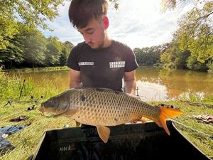 Common Carp