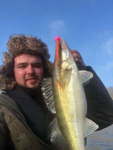 Zander