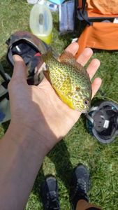 Green Sunfish