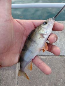 European Perch