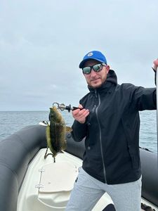 Ballan Wrasse