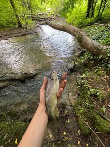 Brown Trout