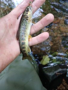 Brown Trout