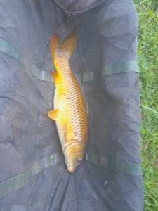 Koï Fish