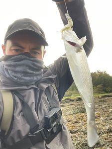 European Bass (Seabass)