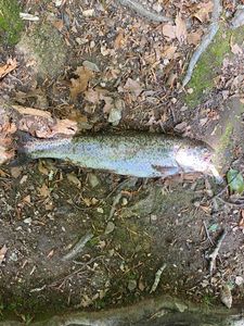 Rainbow Trout