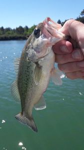 Smallmouth Bass