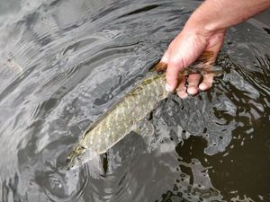 Northern Pike