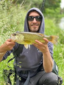 Largemouth Bass