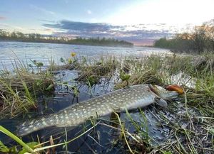 Northern Pike