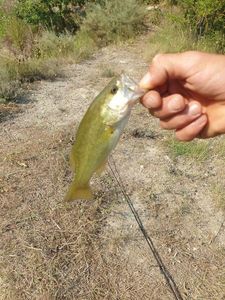 Smallmouth Bass