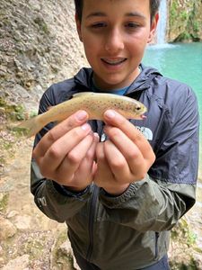 Brown Trout