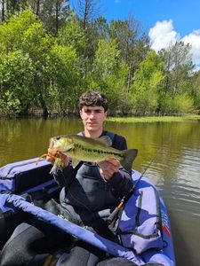Largemouth Bass
