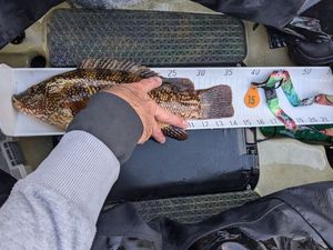 Ballan Wrasse