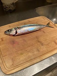 Mackerel