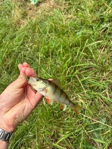 European Perch