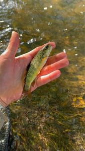 Brown Trout