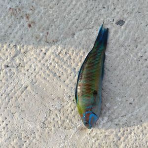 Ornate Wrasse