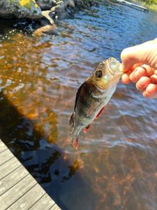 European Perch