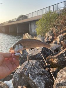 European Bass (Seabass)