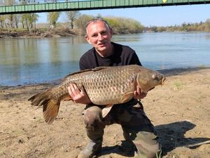Common Carp