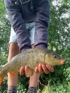 Common Carp