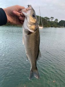 European Bass (Seabass)
