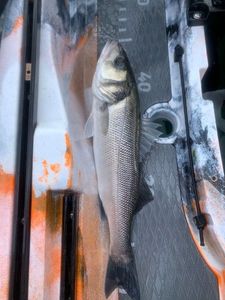 European Bass (Seabass)