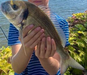 Gilthead Seabream