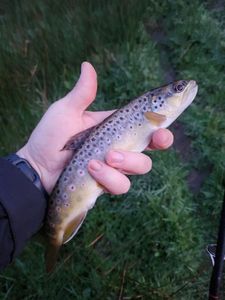 Brown Trout