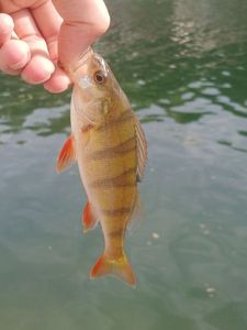 European Perch