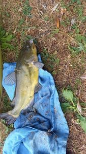 Black Bullhead