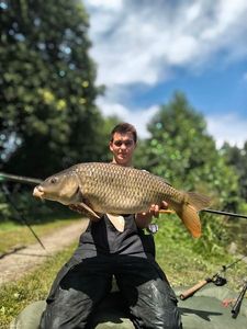 Common Carp