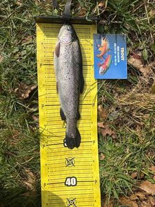Rainbow Trout