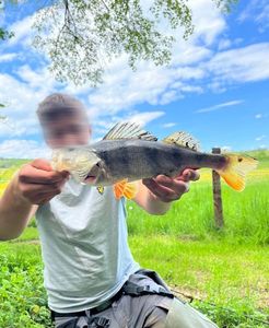 European Perch