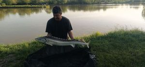 Sturgeon