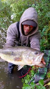 Largemouth Bass