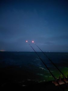 Atlantic Horse Mackerel
