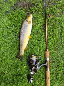 Brown Trout