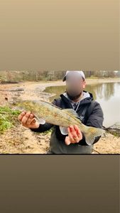 Zander